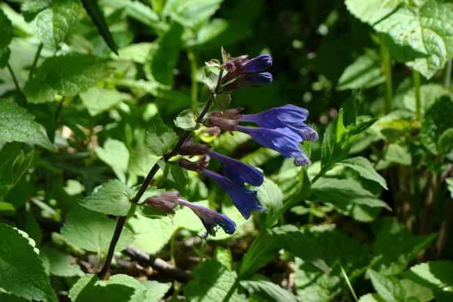 この時期はよく見かける花なんですね。<br /><br /><br /><br /><br /><br />ラショウモンカズラ<br />（羅生門葛／シソ科ラショウモンカズラ属／多年草）