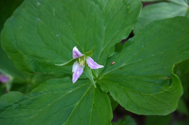 朝、大正池ホテル前のバス停でも見かけたムラサキエンレイソウ。<br />葉の大きさのわりには花が小さいんですね。<br /><br /><br /><br /><br />ムラサキエンレイソウ<br />（紫延齢草／ユリ科エンレイソウ属／多年草）