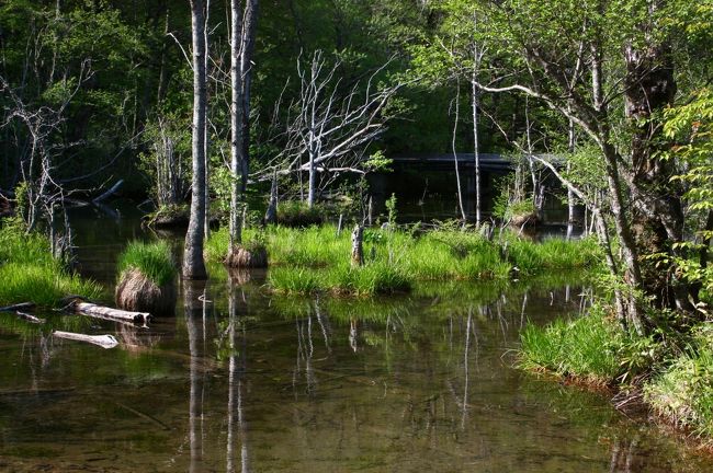 明神池のはずれ。<br />水がとてもきれいです。