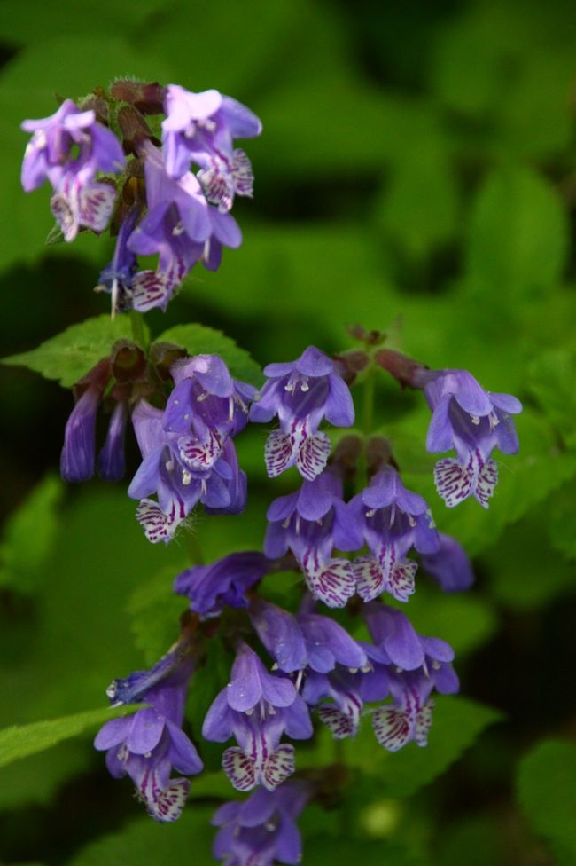 ラショウモンカズラ、咲き乱れる！