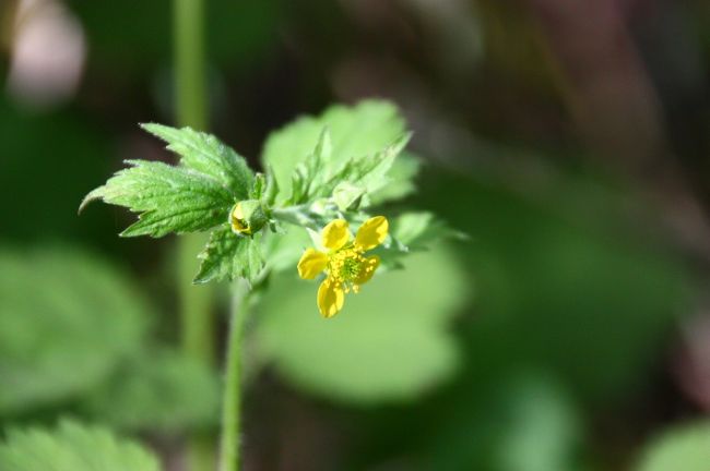 可憐に咲くダイコンソウ。<br /><br /><br /><br /><br /><br />ダイコンソウ<br />（大根草／バラ科ダイコンソウ属／多年草）