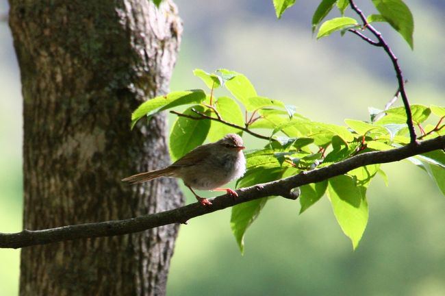 へへぇ〜。<br /><br />やっぱりこの時期は、ウグイスさんのほうに心奪われちゃうね (^_^;)<br /><br /><br /><br /><br /><br />撮りまくってしまった写真の一部を次の旅行記に載せています。<br />http://4travel.jp/traveler/korotama/album/10471310/