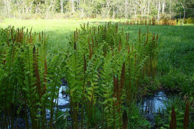 すくすく伸びるワラビっ
