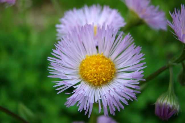 昨シーズンは1回しか訪れることができなかった上高地。<br />今シーズンは何度訪れることができるのでしょうか･･･。