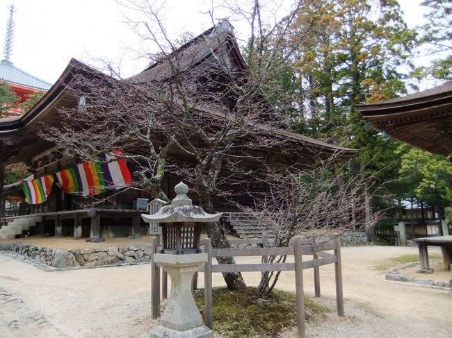 「西行桜」<br /><br />桜の気配なし。