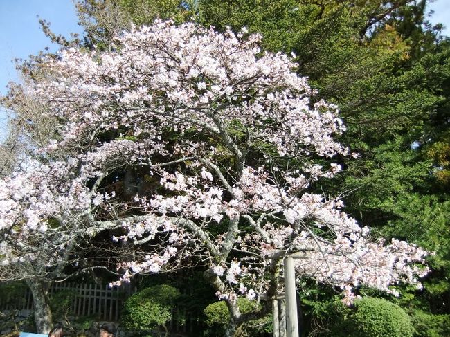 この天気で、桜の開花も進みそう。