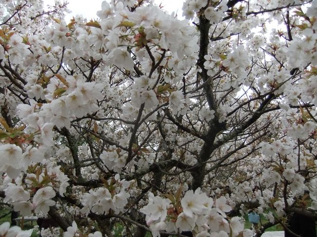 「御室桜」<br />おお！ほぼ満開といってもよいかと。<br />これだけ近くで桜が見られるのは珍しいですね。<br /><br />枝が伸びないのは、この辺の地盤は固くて、<br />根が伸びないため、高くは枝を支えきれないかららしいです。