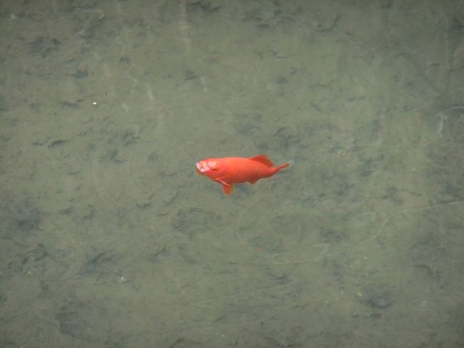 池には、大きい鯉に混じって・・・<br />ぷか♪ぷか♪