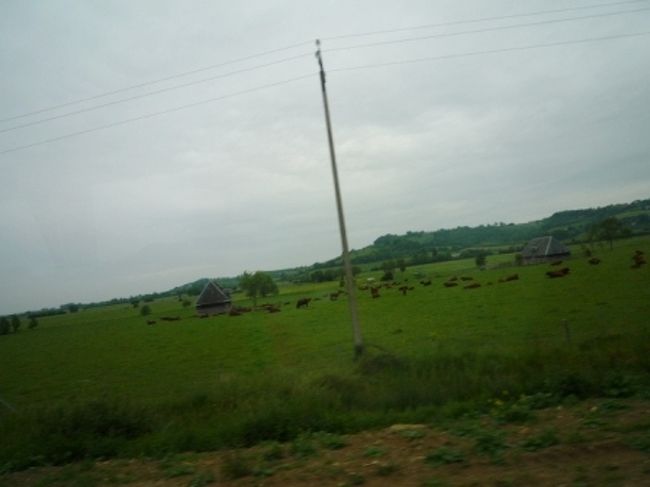 牛さん第２弾！<br />今度は茶色いの。