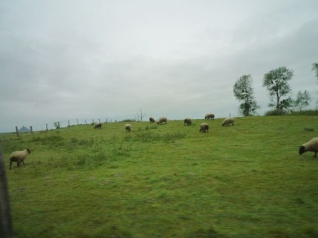 ノルマンディー地方の羊さんは、顔が真っ黒！