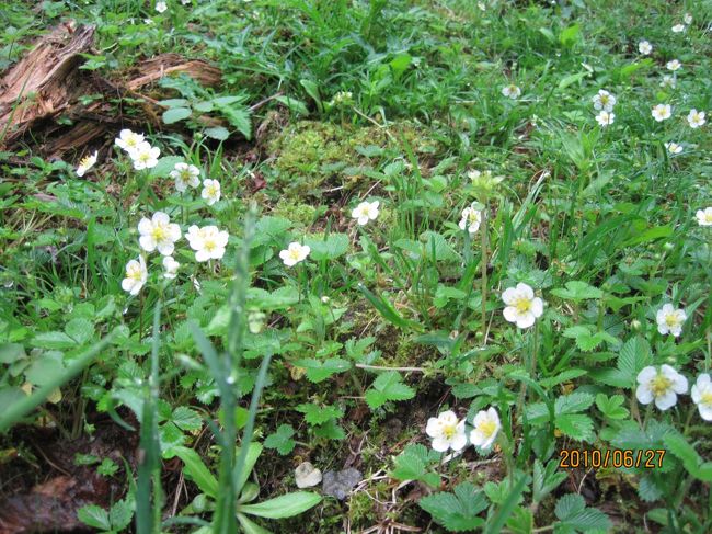 シロヘビイチゴ