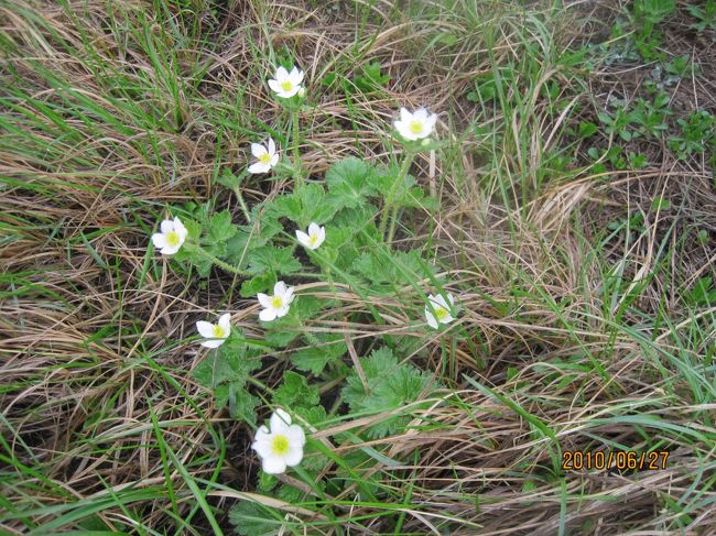 ハクサンイチゲ