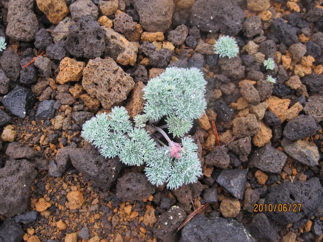 高山植物の女王、コマクサ
