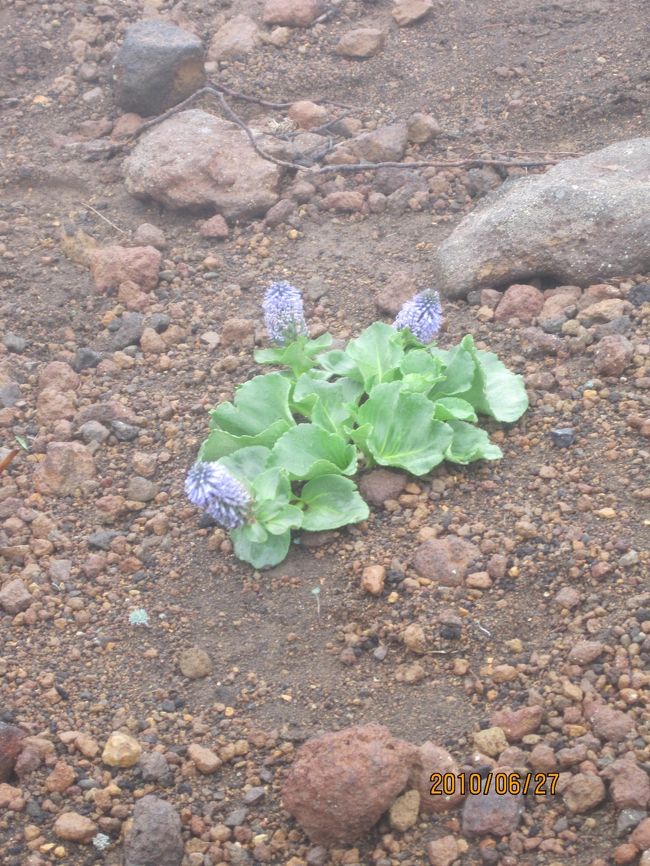 しかし北海道と八ヶ岳周辺のウルップソウが歓迎<br />してくれた