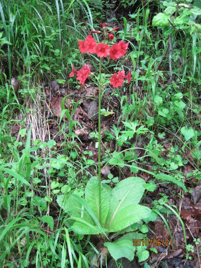 凛とした姿は見事。<br />尾瀬の戦場ヶ原に群生してさく花