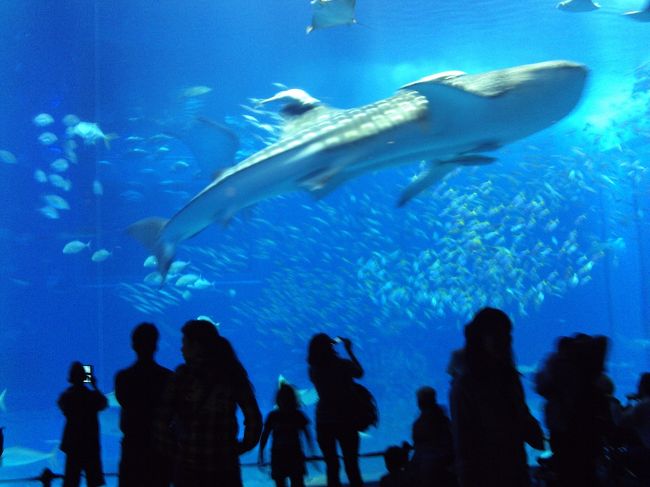 美ら海水族館の大水槽とジンベイザメ。<br />悠然と泳ぐ大きなサメを見ていると、ほけーっとしてしまいます。<br />ガラス前には体育座りで水槽に魅入る人たちがたくさんいます。<br /><br />TVでこの大きなアクリルの水槽作成の再現ドラマを見たので水槽のアクリル板にも感動しました。<br />ほんとうにこれが水槽であることを忘れそうな感じです。