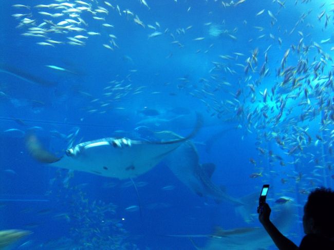 マンタもたくさん泳いでいます。<br />青い水槽と黒いシルエットが写メしている構図が<br />なんか良い気がして載せました。