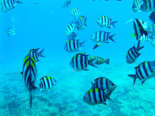 ホテルの水中塔の窓からお魚が見えます。<br />たしか入場料800円くらい