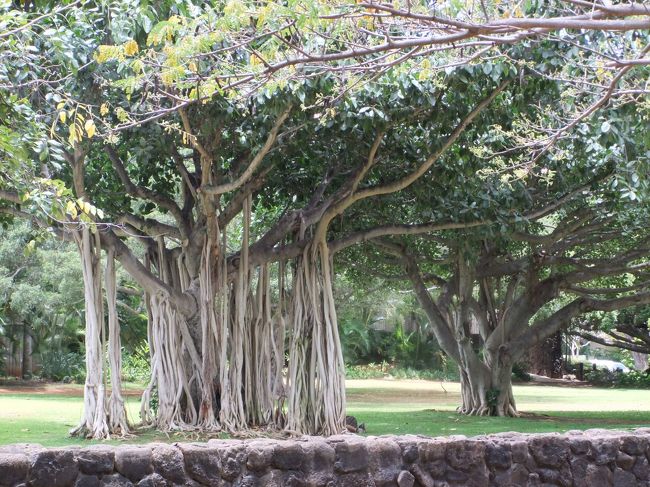 すごい木！！！<br /><br />って盛り上がりましたｗ