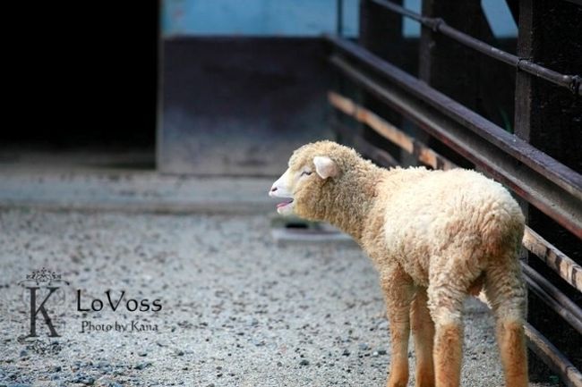 なんと！<br /><br />羊がいました！！<br /><br />めぇ。めぇ。鳴いておりました！！ｶﾜﾕｽ