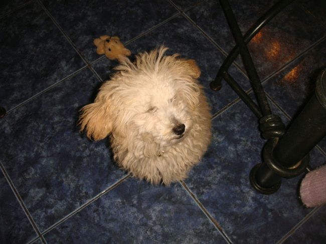 雪だるまみたい♪