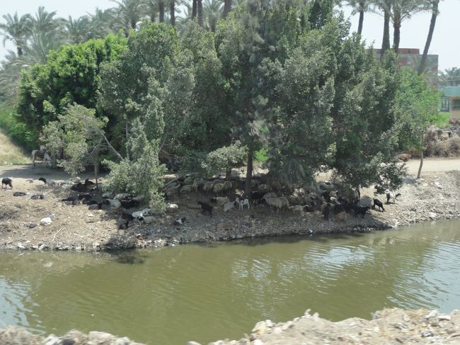 街の川は、とても汚い。<br />道路の脇の川も･･･。<br /><br />綺麗になると、友達にもエジプトを勧めやすくなるのに<br />と、思ってしまう。