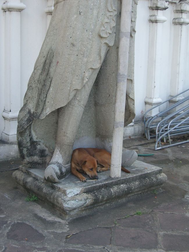 タイには野犬がたくさんいました。<br />動物に餌をあげることは徳を積むことになるため、野良犬は食べるに困ることもなく、どんどん増える一方なんだそうです。<br />もちろん予防接種なんてしていませんから、狂犬病も危惧されます。<br />