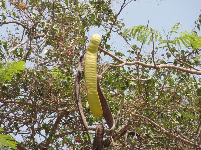 博物館の入口横に<br />こんな面白い実が･･･。<br />豆かな？