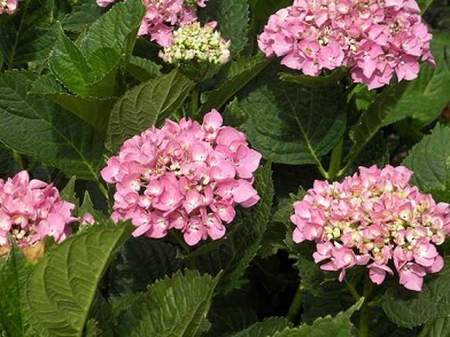 お花がたくさん咲いていました。<br />紫陽花も満開。