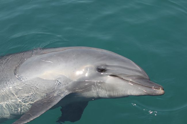 イルカちゃん(名前忘れちゃった！）ありがとう。