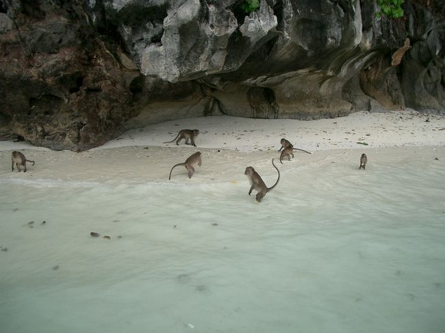 ピピ島に行く途中の島にはサルもいました。