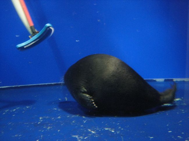 途中博物館で<br /><br />バイカルアザラシを見学。<br /><br />う〜ん、まるっこい・・<br /><br />ばいかるあざらし：<br />淡水に棲む世界で唯一のアザラシ。