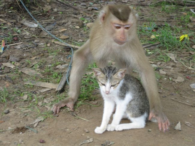 お？猿と猫がいる…<br /><br />「犬猿の仲」っていうのは聞いたことがあるけど、<br /><br />「猫猿の仲」ってのも有るのか…仲いいねエ…<br /><br />猫も猿も犬が天敵？、仲良くして共同戦線を春のは当然かな？<br />