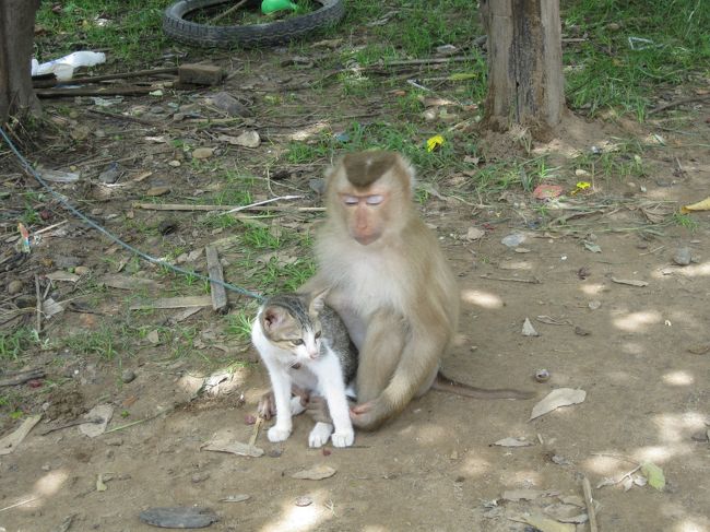 猿<br />「うーん、俺達の子供、どんな顔になるんだろ？」<br /><br />猫<br />「そんなの知らないわよ！なるようにしかならないでしょ！」<br /><br />どこの世界でも、女は強いのである。<br />