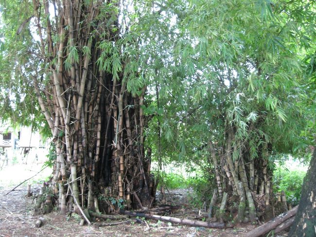 ラオスの竹って、一箇所からドンドン出てくるのか…<br />