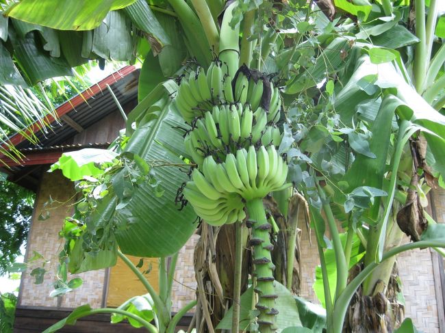 道端にバナナ…<br /><br />こんなふうに生っている。<br /><br />実物を見るまで、実が生る方向が逆だと思っていたっけなあ…<br />