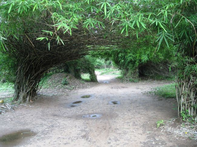 自転車を漕ぎ、島の周りで一番大きな滝へ行く。<br /><br />滝への入り口のところ。<br /><br />細い竹がいくつもトンネルをつくっていた。<br /><br />コレは自然に出来たものか？それとも意図的に作ったものだろうか？<br />