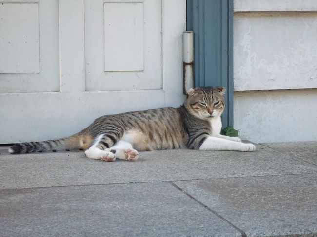 暑いのか、眠いのか<br />その両方なのか、<br />黙って写真を撮らせてくれた<br />ネコちゃん。