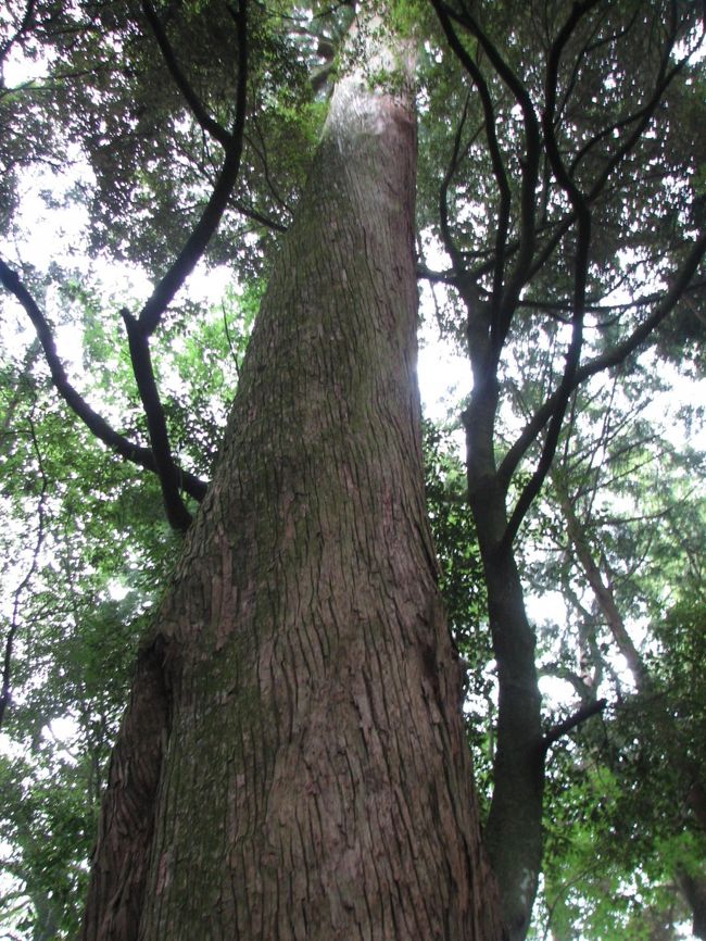 境内のあちこちに巨木がたくさんあります。<br />