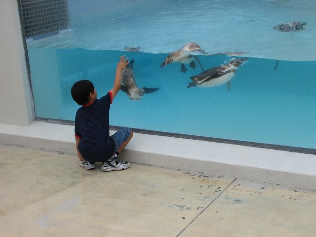志摩マリンランドです。雨の降る中、子供はペンギンと遊んでました。手をかざすと寄ってきて水槽越しに走るとついてきて追いかけっこしてるみたいでおもしろくて・・・