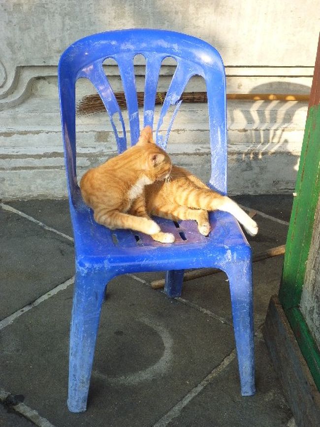 ねこーーーーーーーー！！！！！<br />なんかやたらとねこがうろちょろしてました。