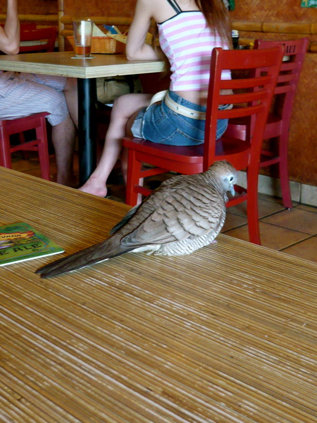 お食事中の訪問客はハト！<br />遠慮なくテーブルのはしっこに<br />ちょこんとやってきます。<br />でも食べ物は催促しないんです。<br />遊びに来ただけ？？