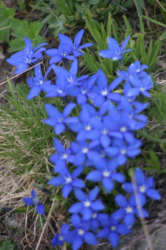 プラトー・ローザからの帰り道プラン・メゾンでゴンドラを降り、チェルヴィニアまで歩いてかえりました。<br />高山植物が沢山咲いており、このブルーの色が印象的でした。