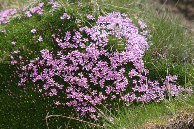 緑の葉にちいさなピンクの花も印象的でした。