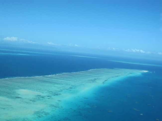 ミコマスケイか、その周辺のリーフです。