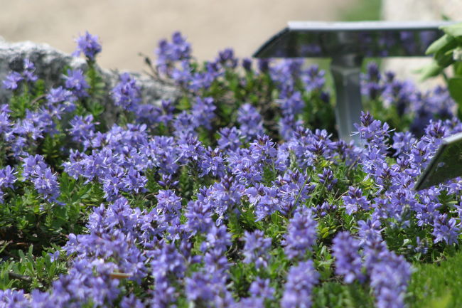 パヴィヨン・ドウ・モン・フレティの植物園によって帰りました。