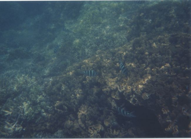 シュノーケリングしました。