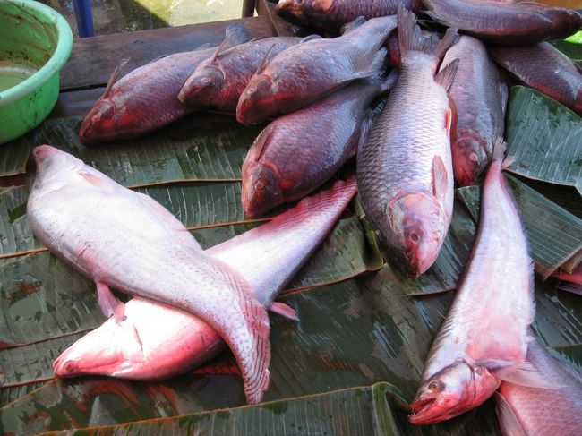 へえ、こういった魚がウマイのか？<br />