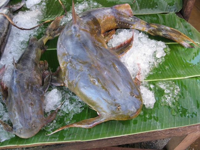 なまずの一種だろう。<br /><br />デカイなあ。60cmはあるだろう。<br />