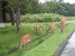 【3日目】
雨は朝9：00ころまで続きましたが、徐々に天気は回復してきました。
この日は知床五湖を巡ろうと計画していましたが、三湖〜五湖は熊の出没情報があっため入山禁止。
と言うわけで、知床二湖めぐりと知床横断道路ドライブに予定を急きょ変更！
レンタカーは、天候による予定変更も臨機応変にできるので便利ですね。

知床五湖に向かう時、道路わきのあちこちに鹿の群れがいました。
彼らは、写真を撮る観光客なんて気にも留めずに、一心不乱に草を食べています。

